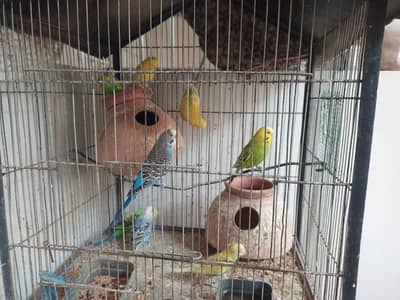 budgie parrots