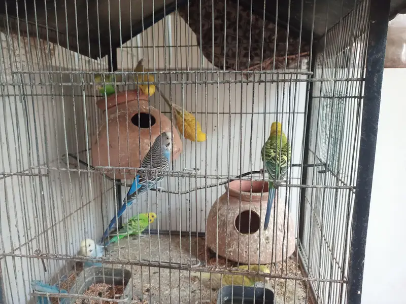 budgie parrots — photo 2
