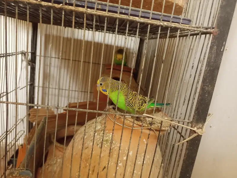 budgie parrots — photo 3