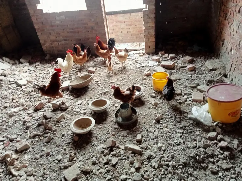 Golden Misri Hens — photo 2