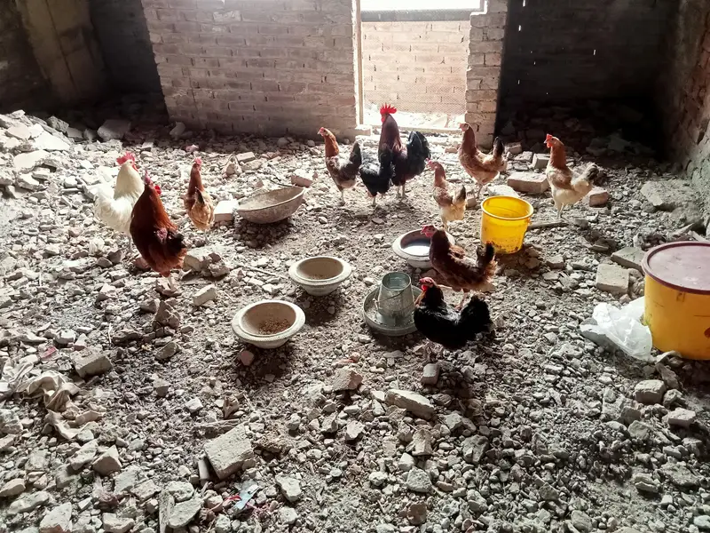 Golden Misri Hens — photo 3