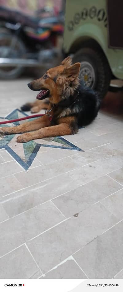German Shepherd family