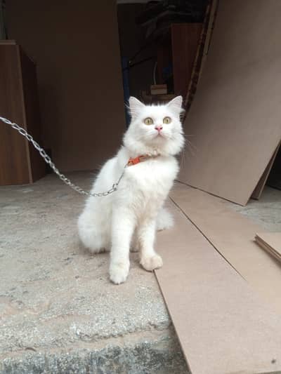 parshion cats 03134644845