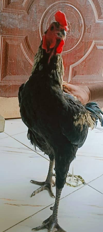 badsha