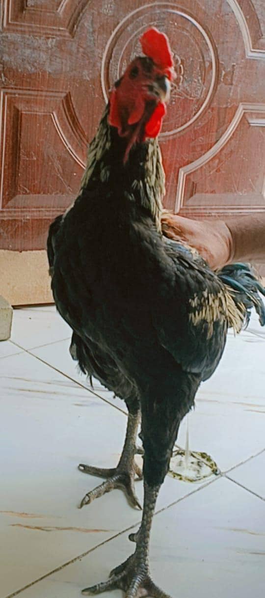 badsha 0