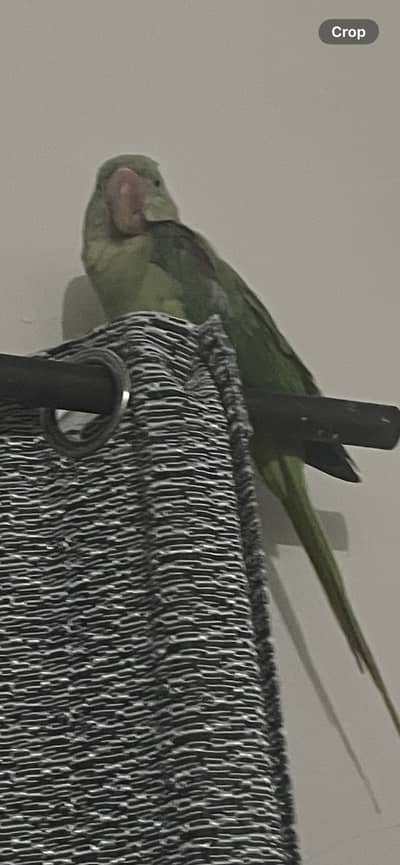 Pahadi parrot