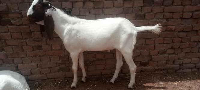 Goat for Sale RajanPur
