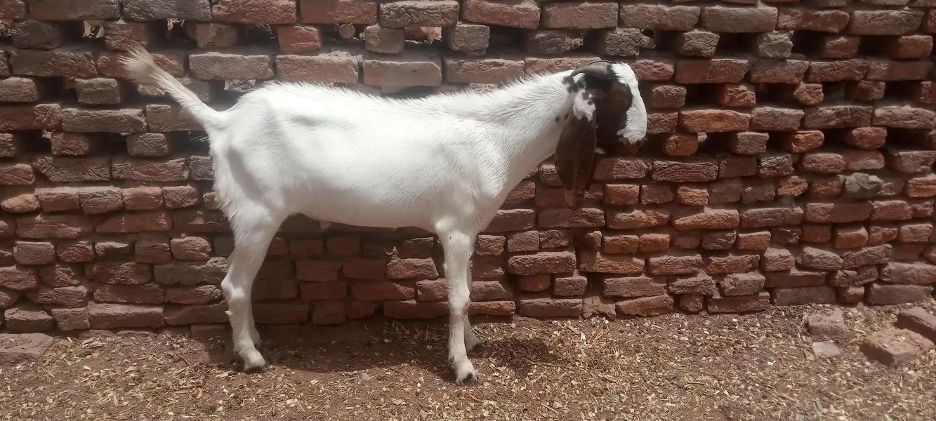 Goat for Sale RajanPur — photo 2