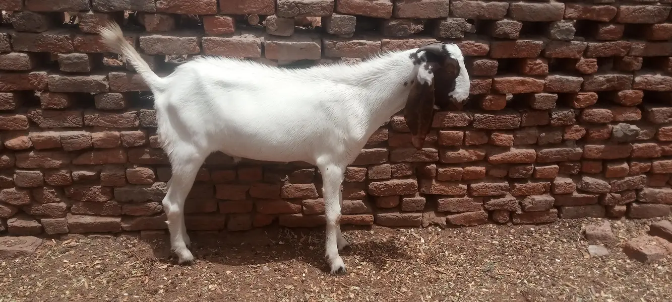 Goat for Sale RajanPur — photo 3