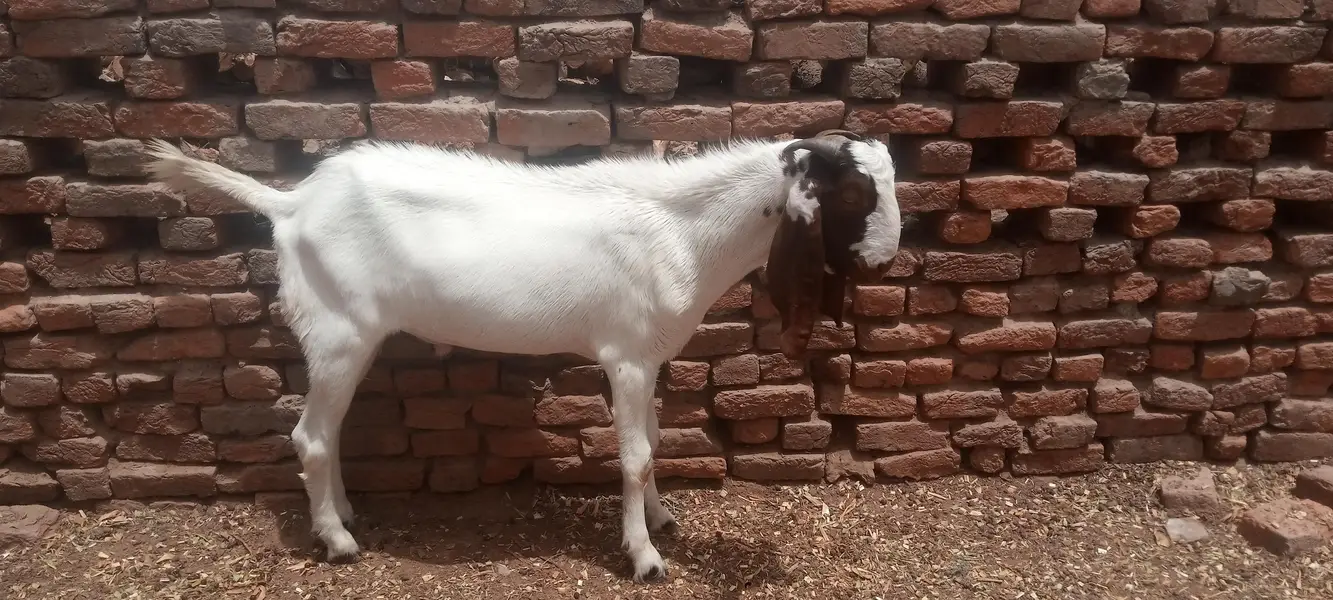 Goat for Sale RajanPur — photo 4