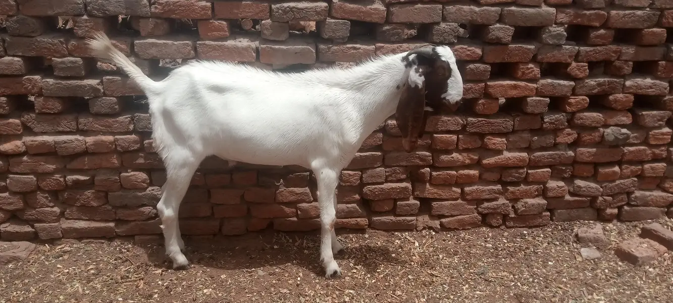 Goat for Sale RajanPur — photo 5
