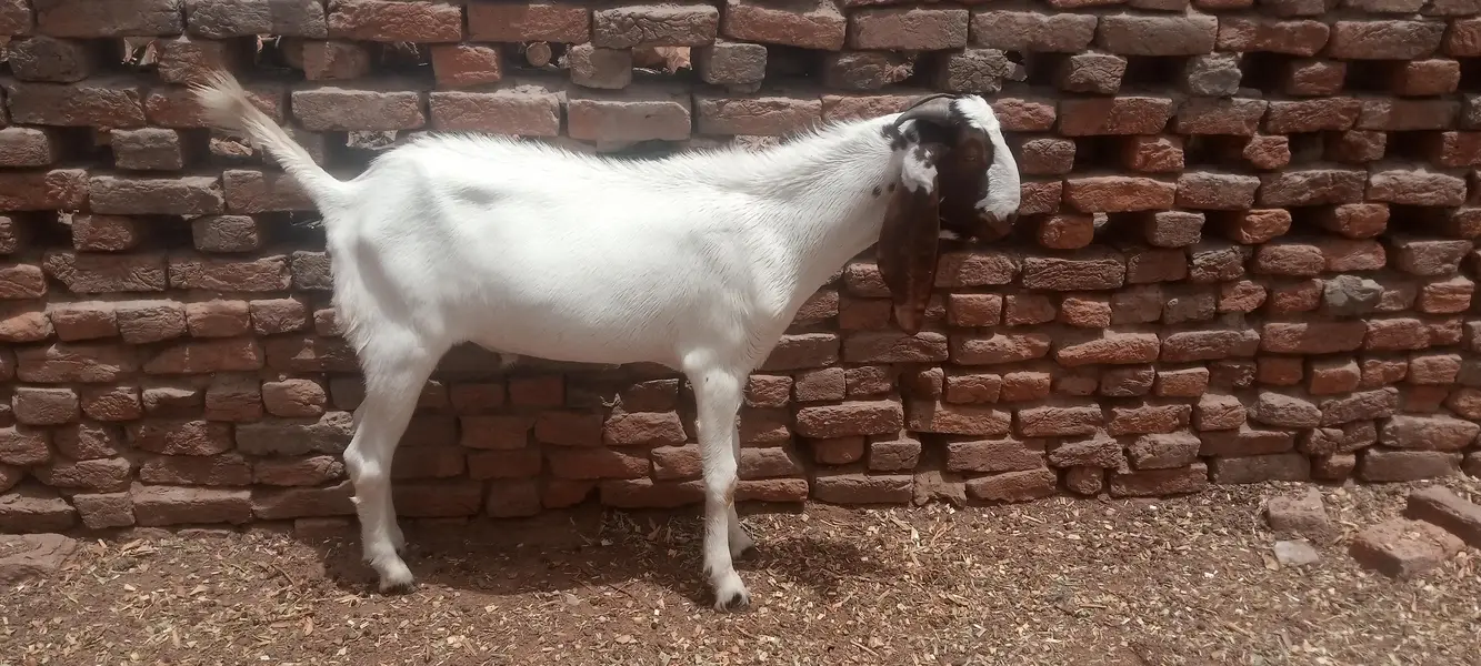 Goat for Sale RajanPur — photo 6