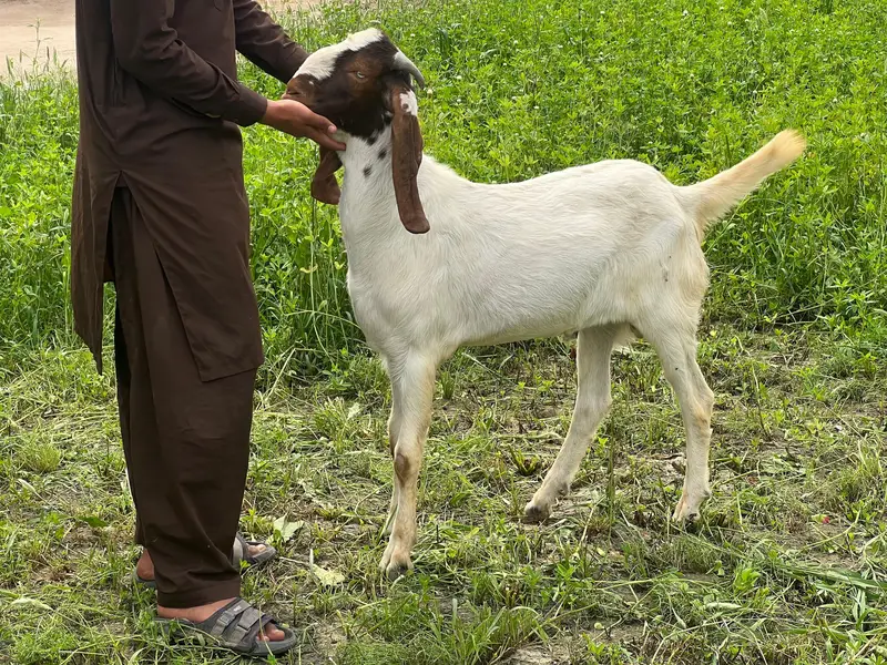 Goat for Sale RajanPur — photo 7
