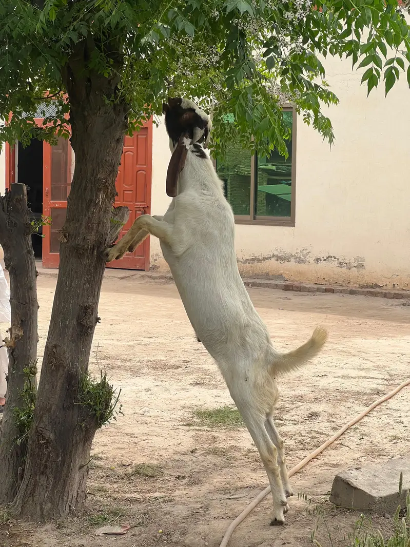 Goat for Sale RajanPur — photo 8