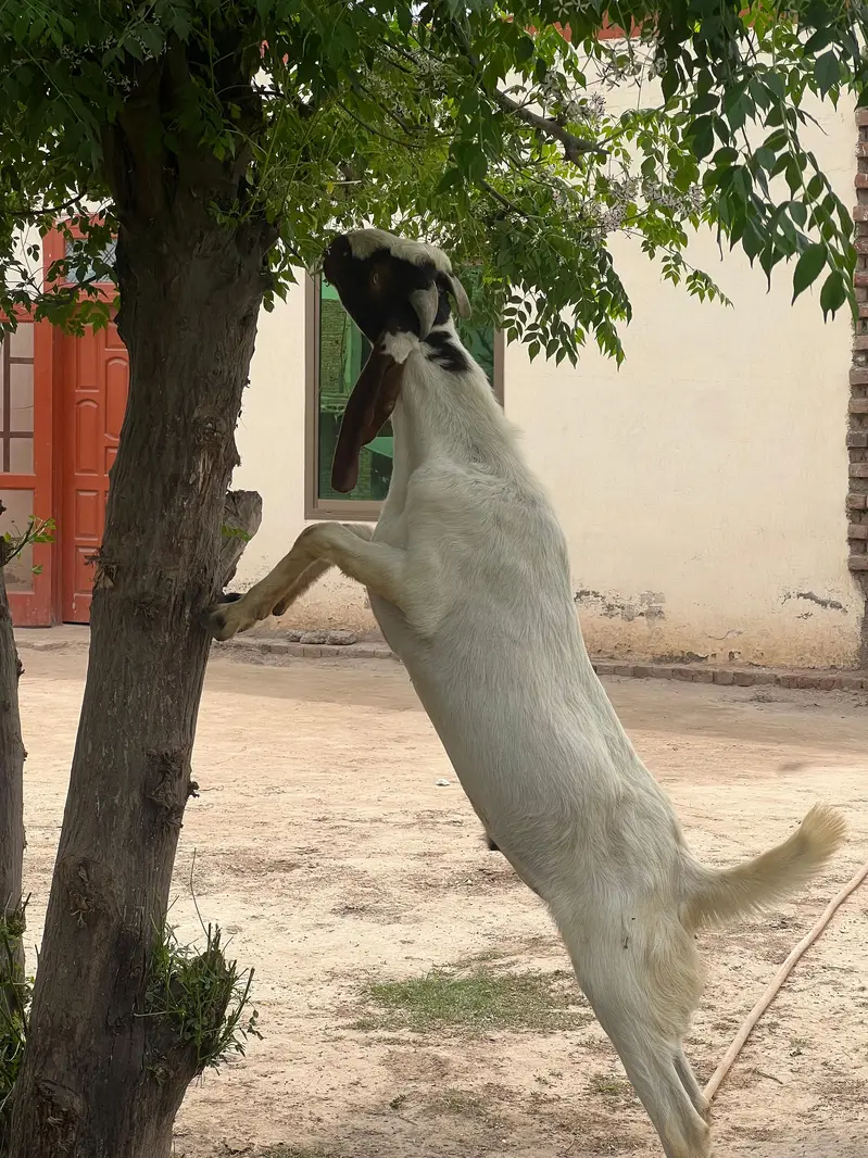 Goat for Sale RajanPur — photo 9