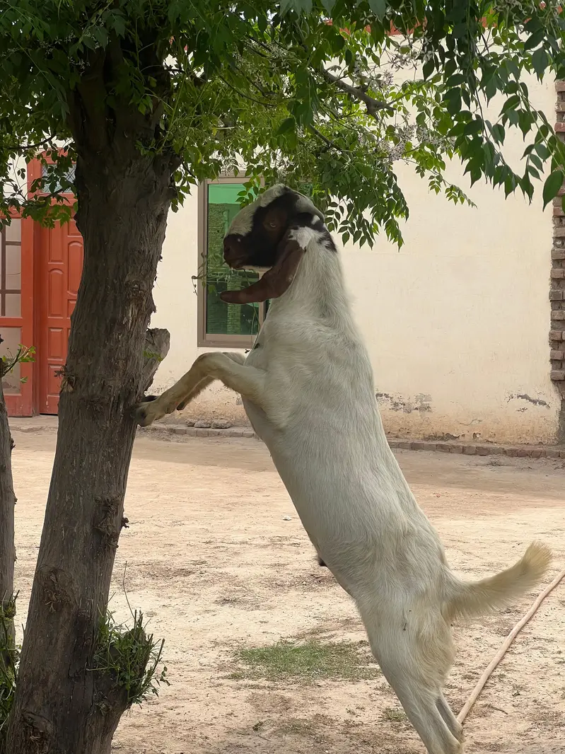 Goat for Sale RajanPur — photo 10
