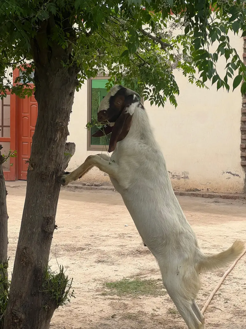 Goat for Sale RajanPur — photo 11