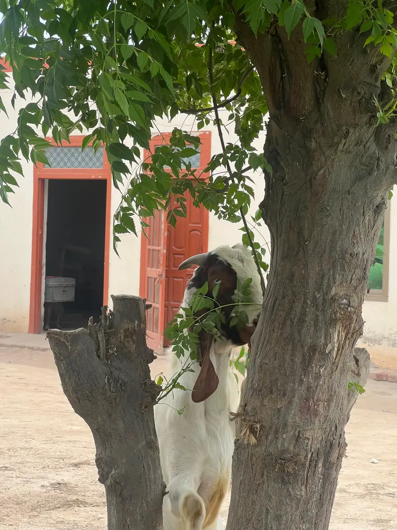 Goat for Sale RajanPur — photo 12