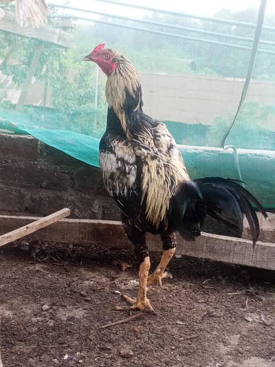 Jawa murgha asel Mexm 3 kg