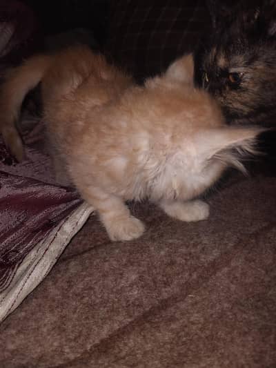 persion punch face kittens for sale contact for any one of these