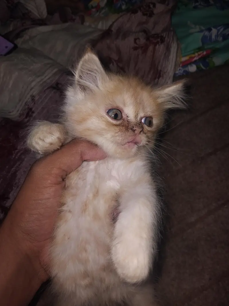 persion punch face kittens for sale contact for any one of these — photo 2