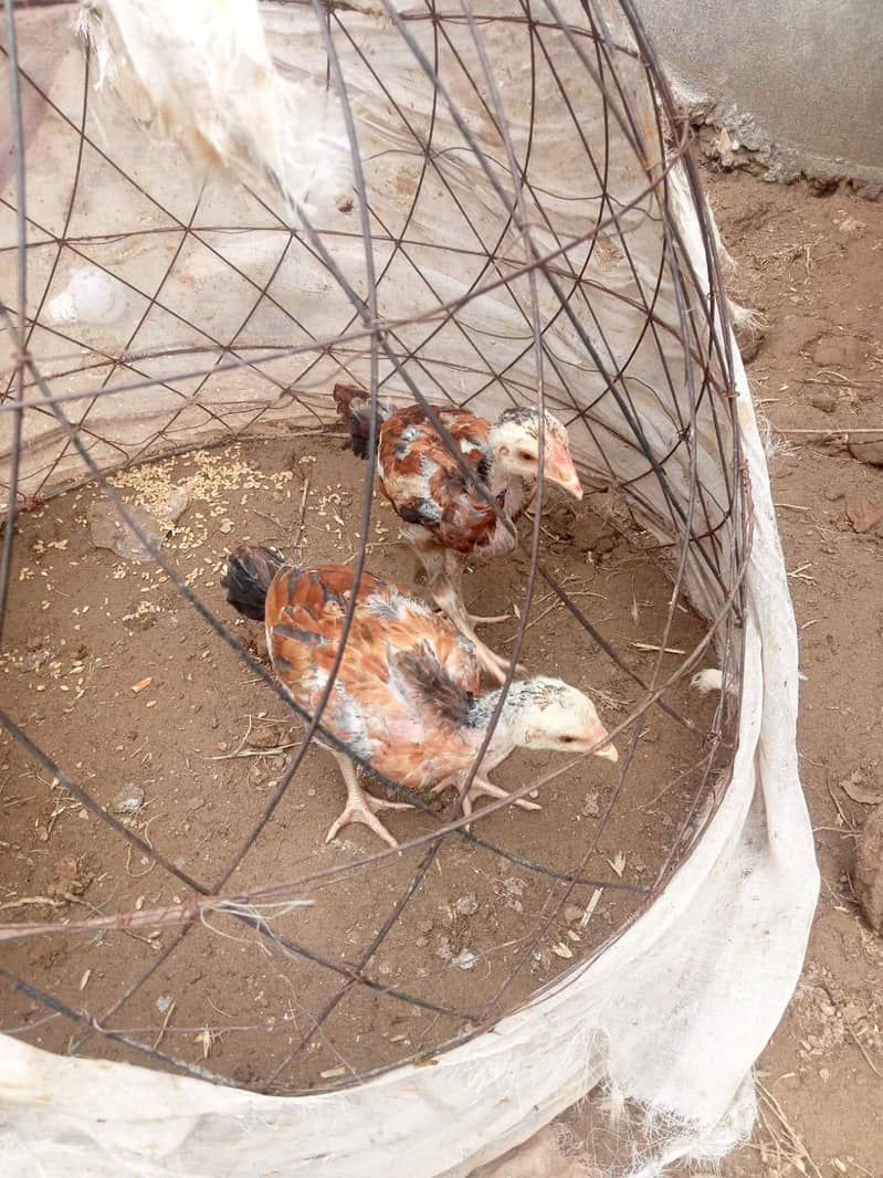 Aseel Chicks pair 3