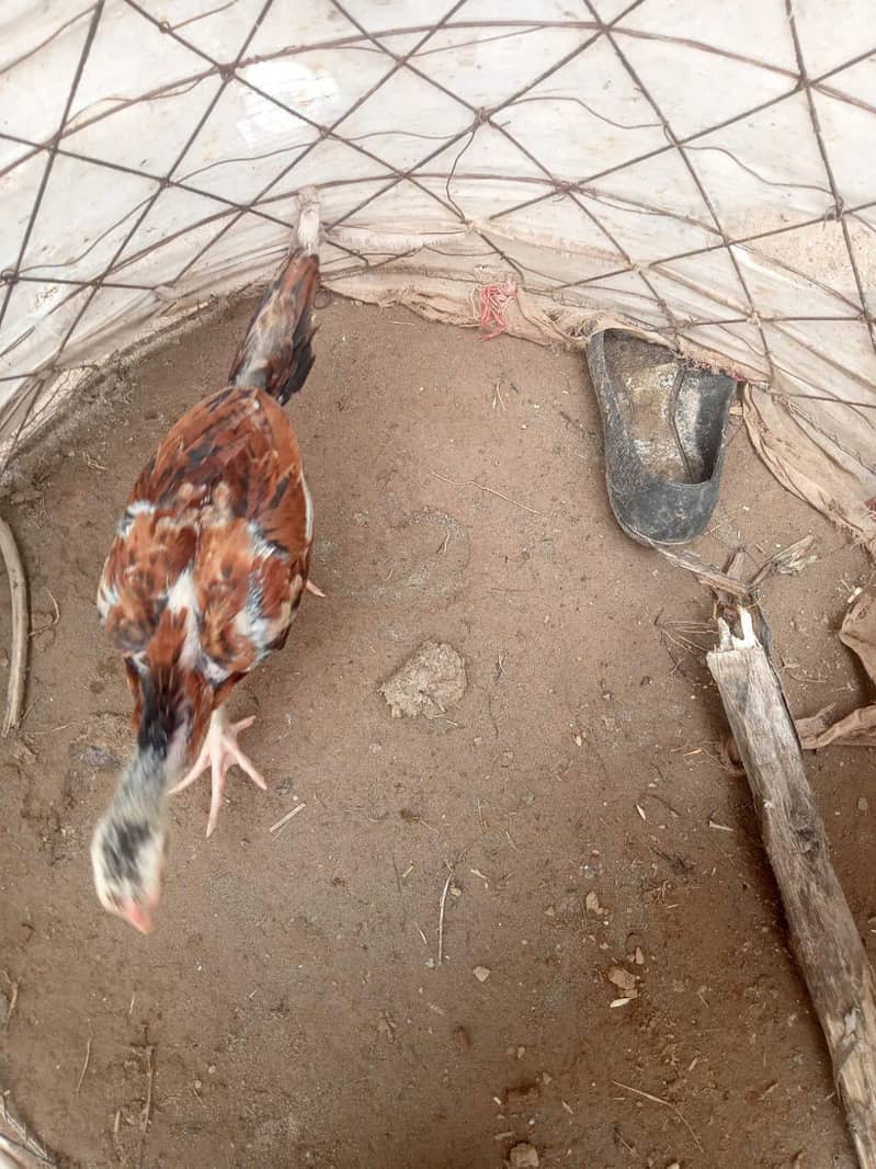 Aseel Chicks pair 6