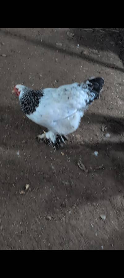 brahams hens