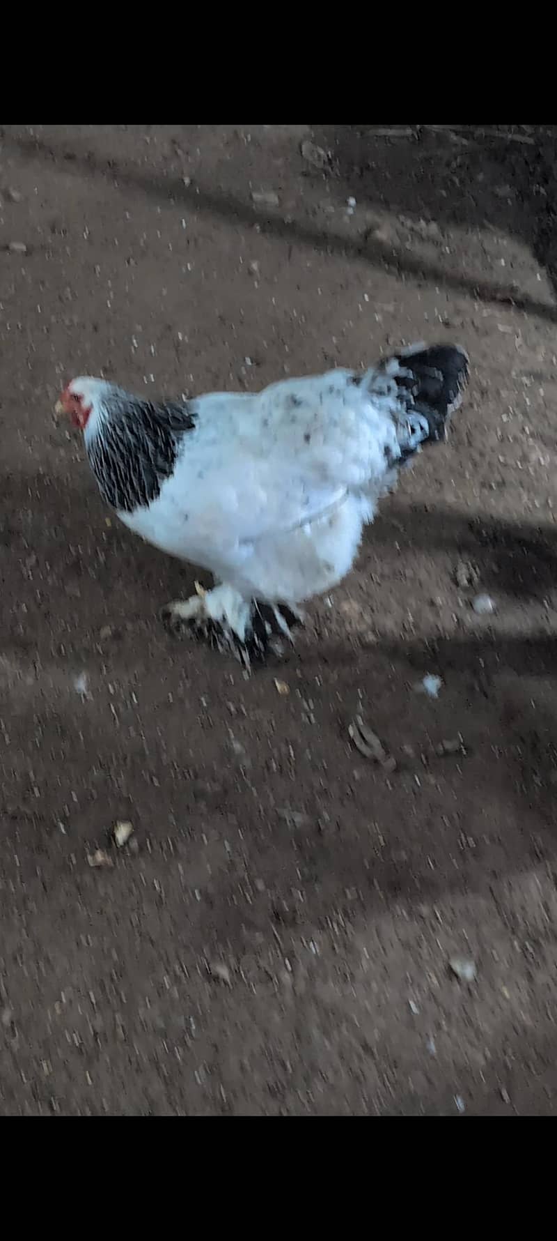 brahams hens 0