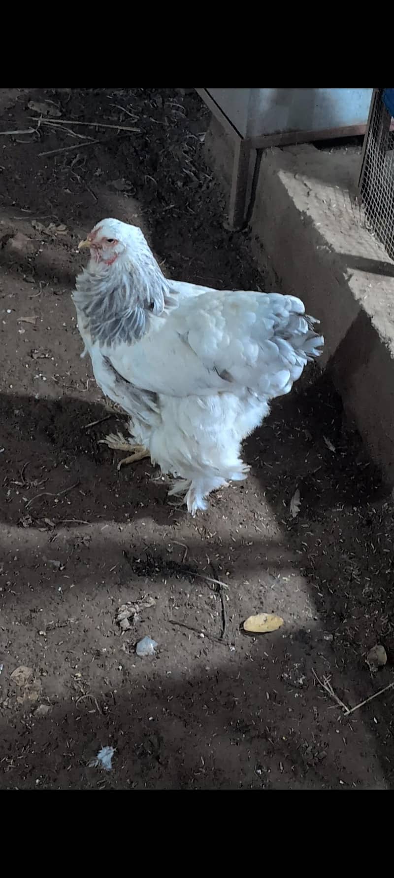 brahams hens 1