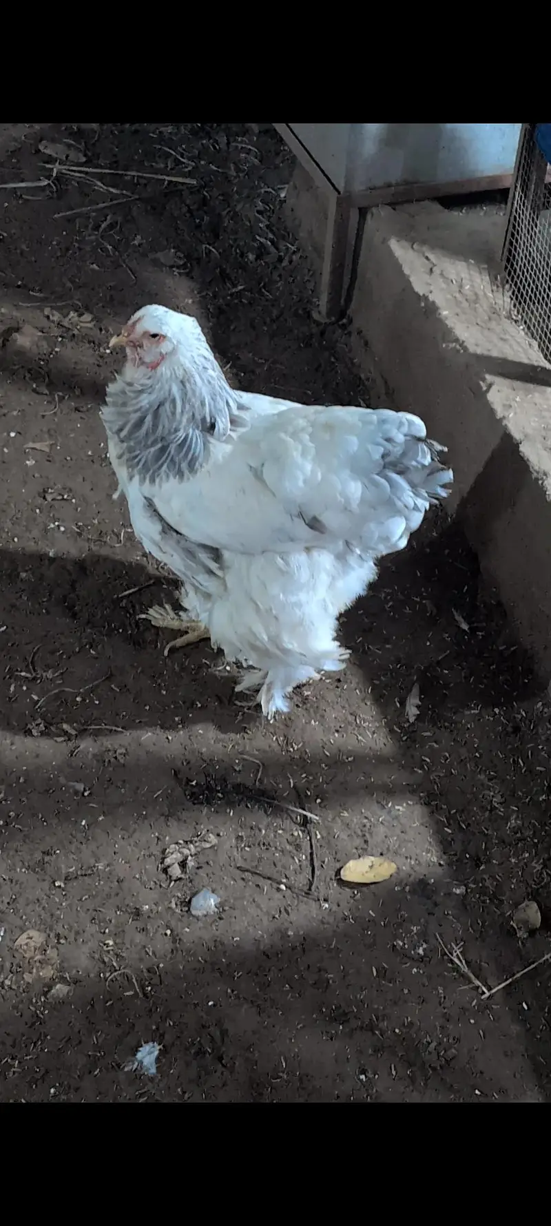 brahams hens — photo 2