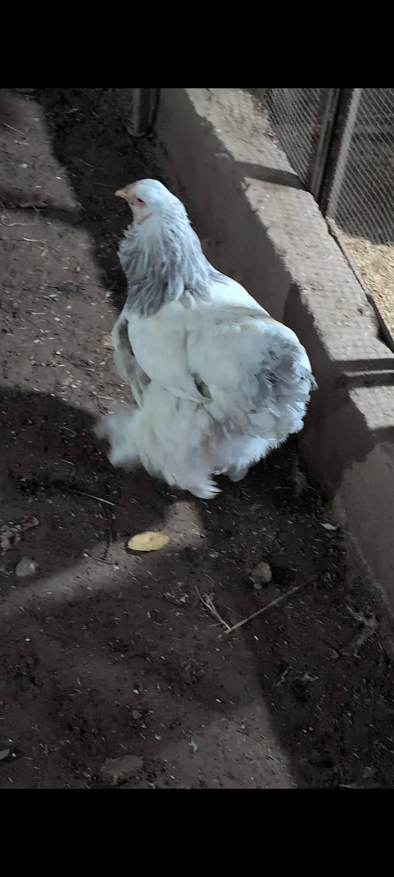 brahams hens 2