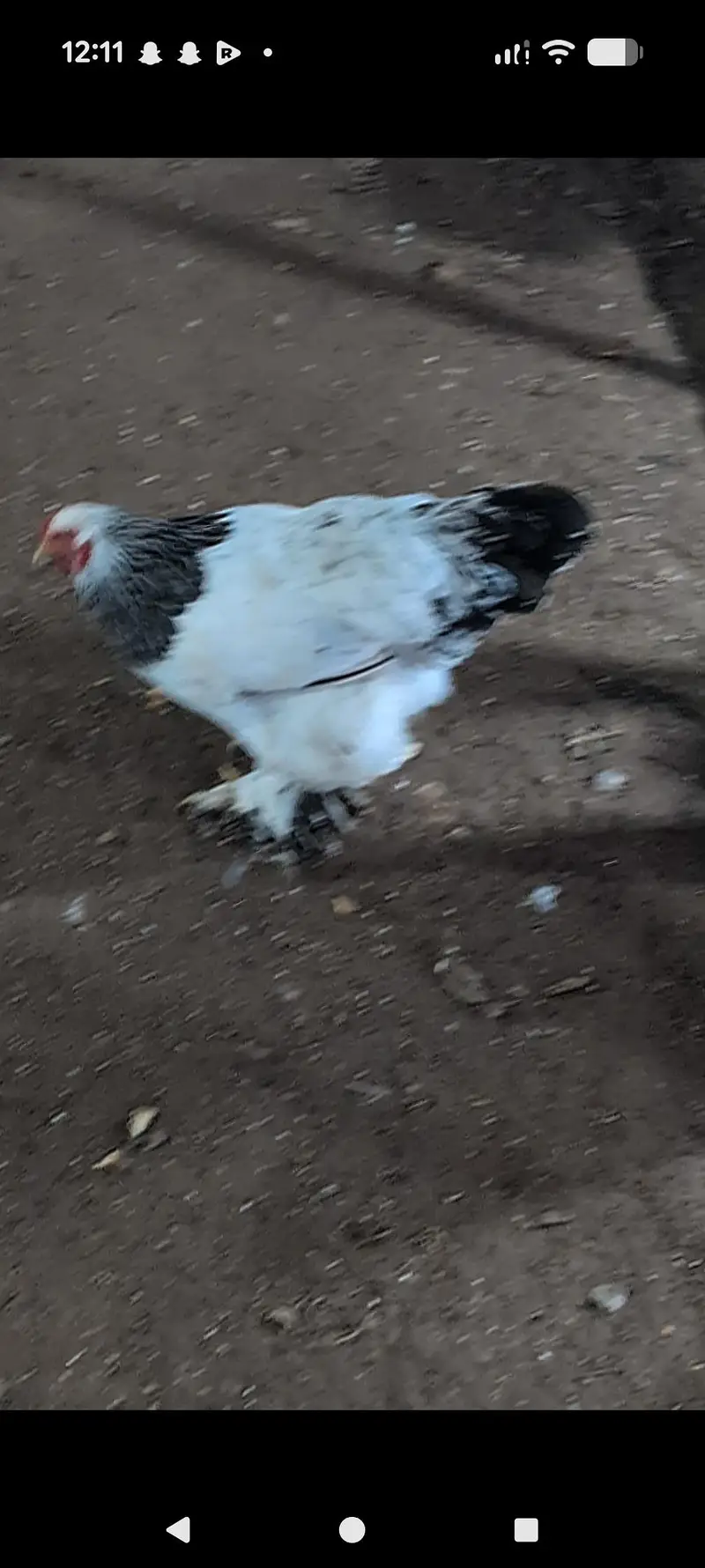 brahams hens — photo 4
