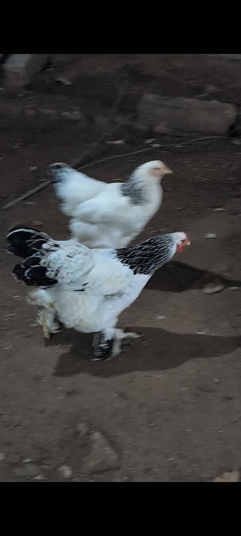 brahams hens 4