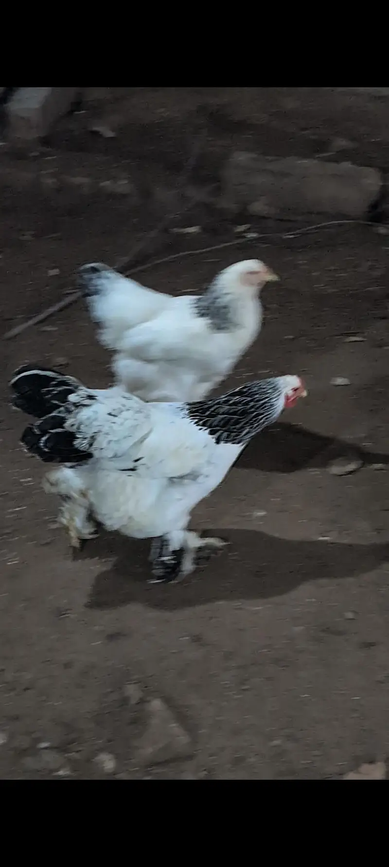 brahams hens — photo 5