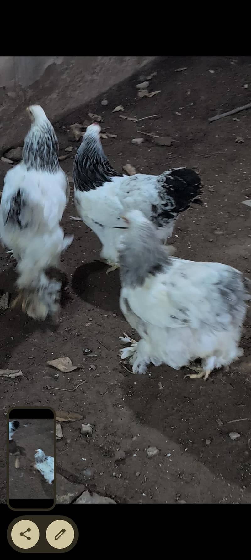 brahams hens 5