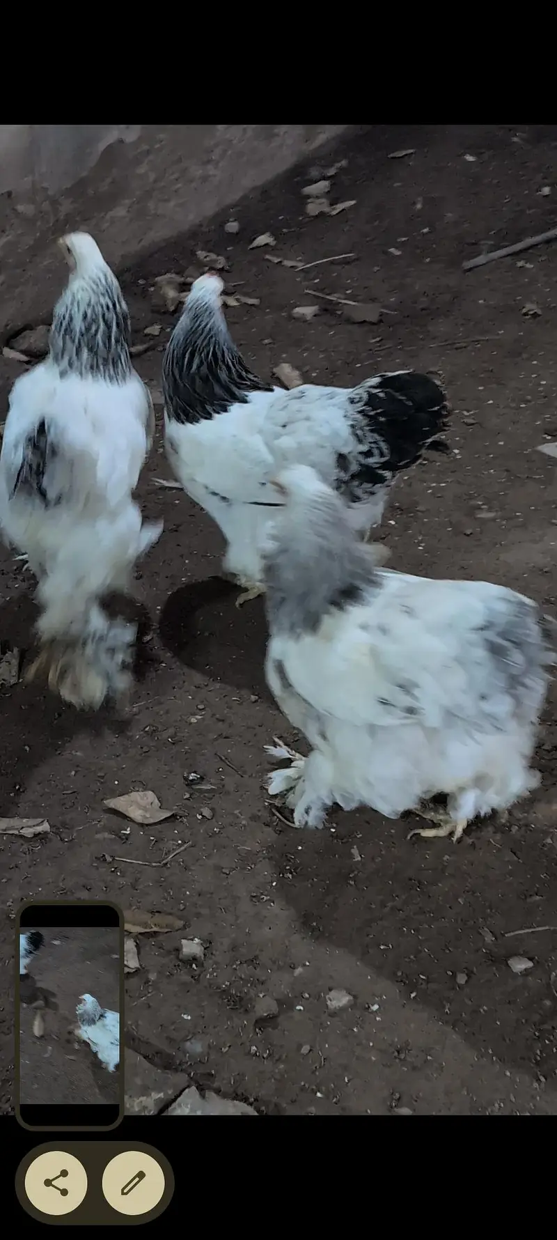 brahams hens — photo 6
