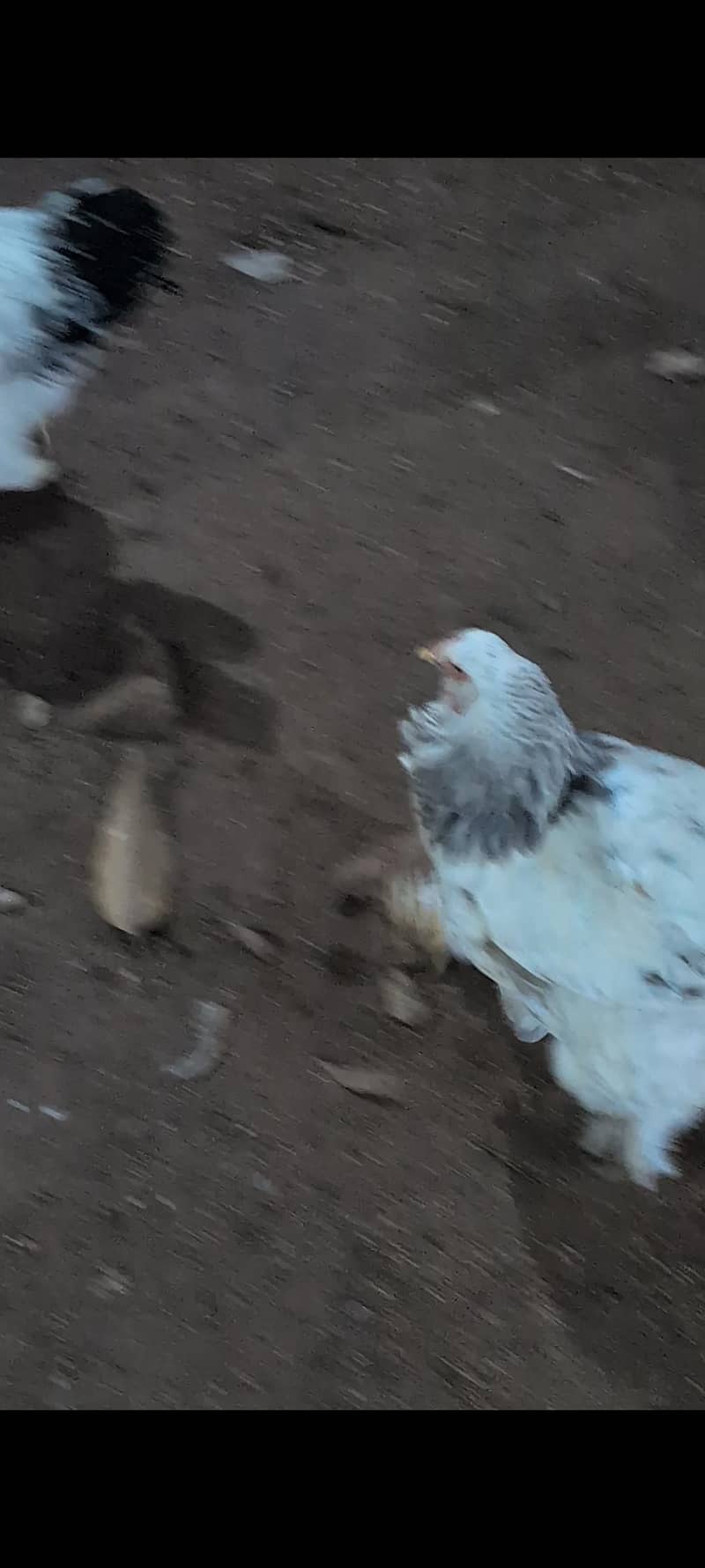 brahams hens 6
