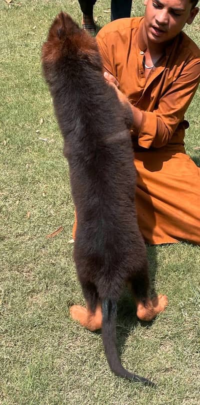 German shepherd pipes for sale