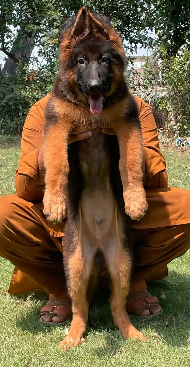 German shepherd pipes for sale — photo 2