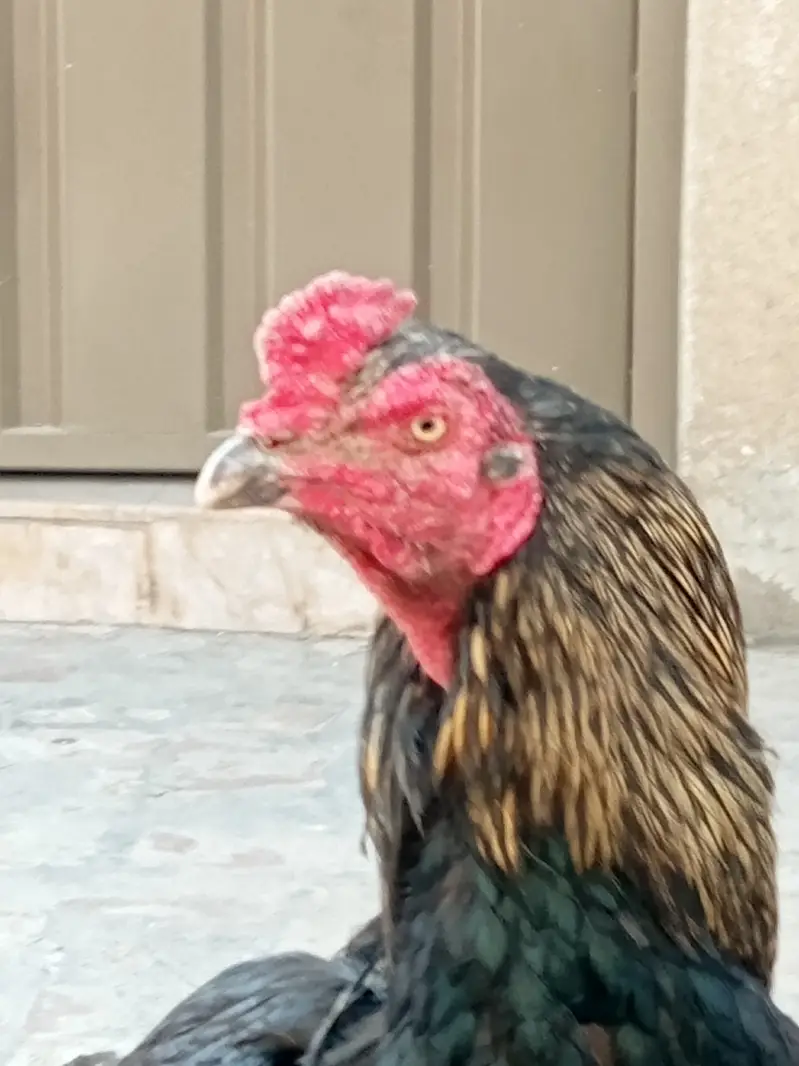 Beautiful and healthy pair — photo 4