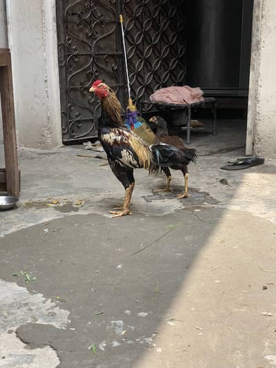 aseel pair