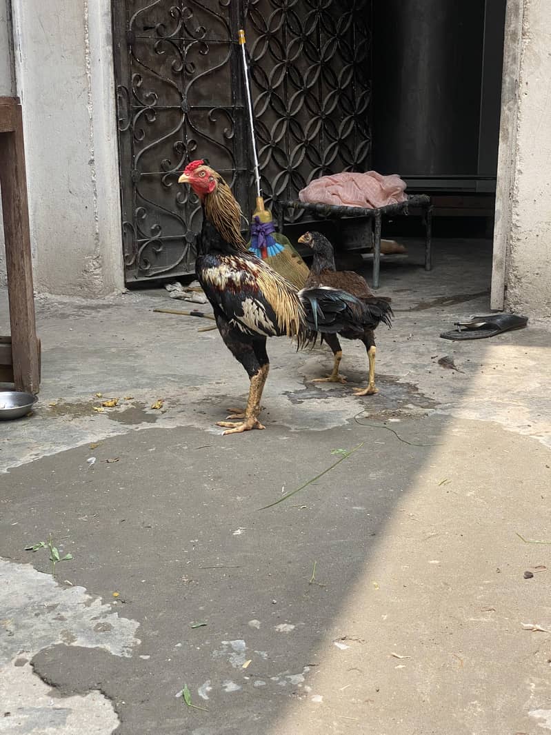 aseel pair 0