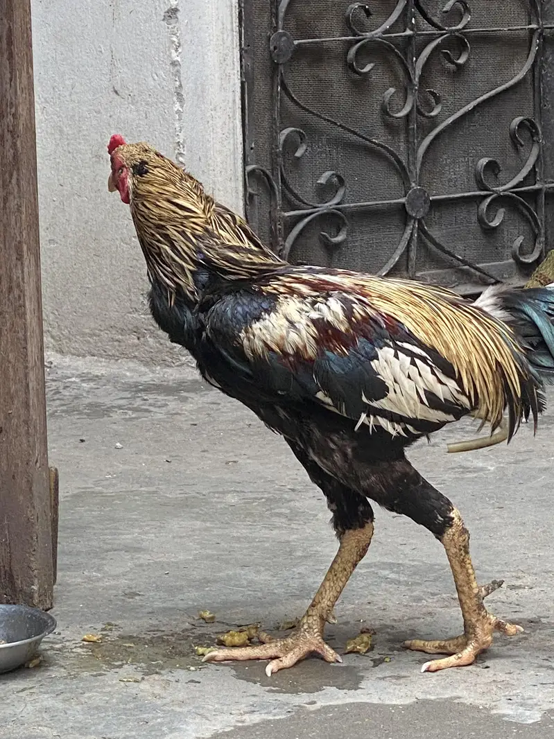 aseel pair — photo 3
