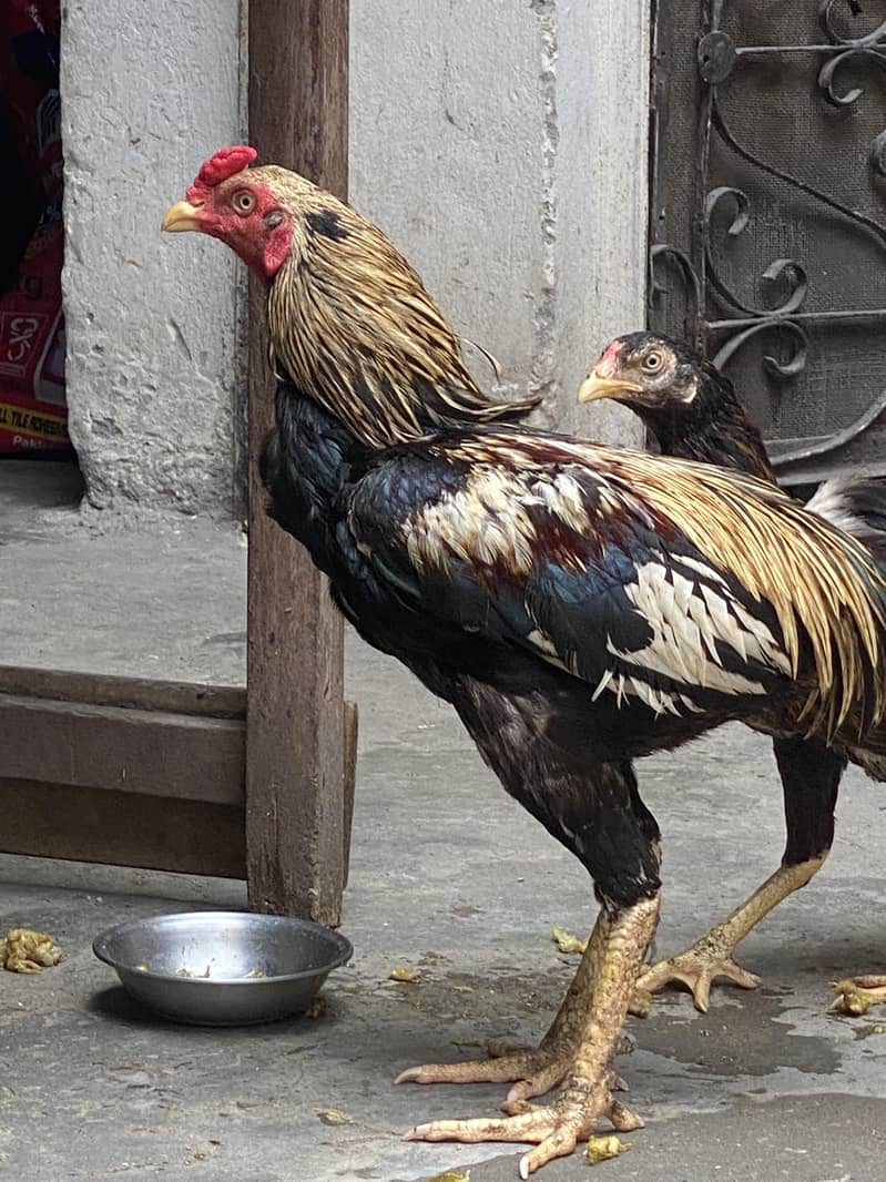 aseel pair 5