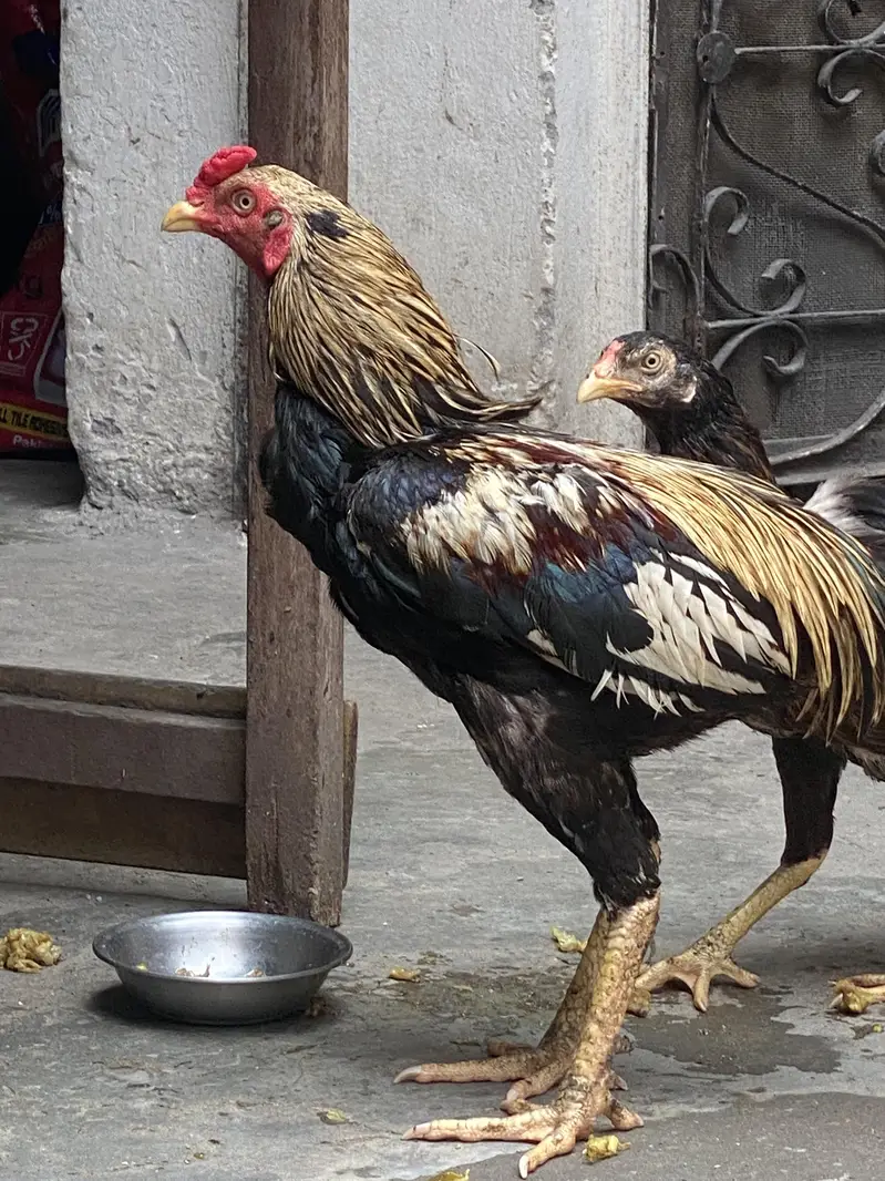 aseel pair — photo 6
