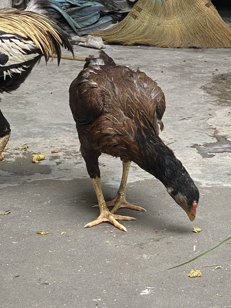 aseel pair — photo 9