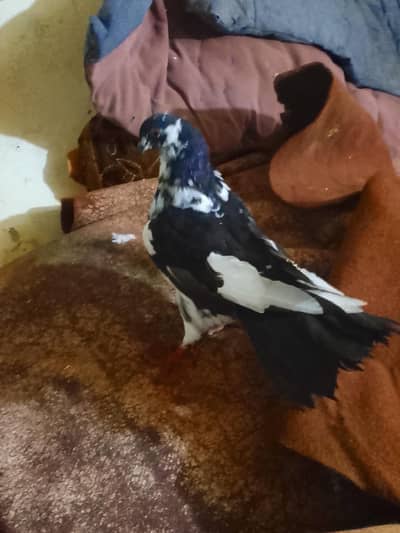 pigeon