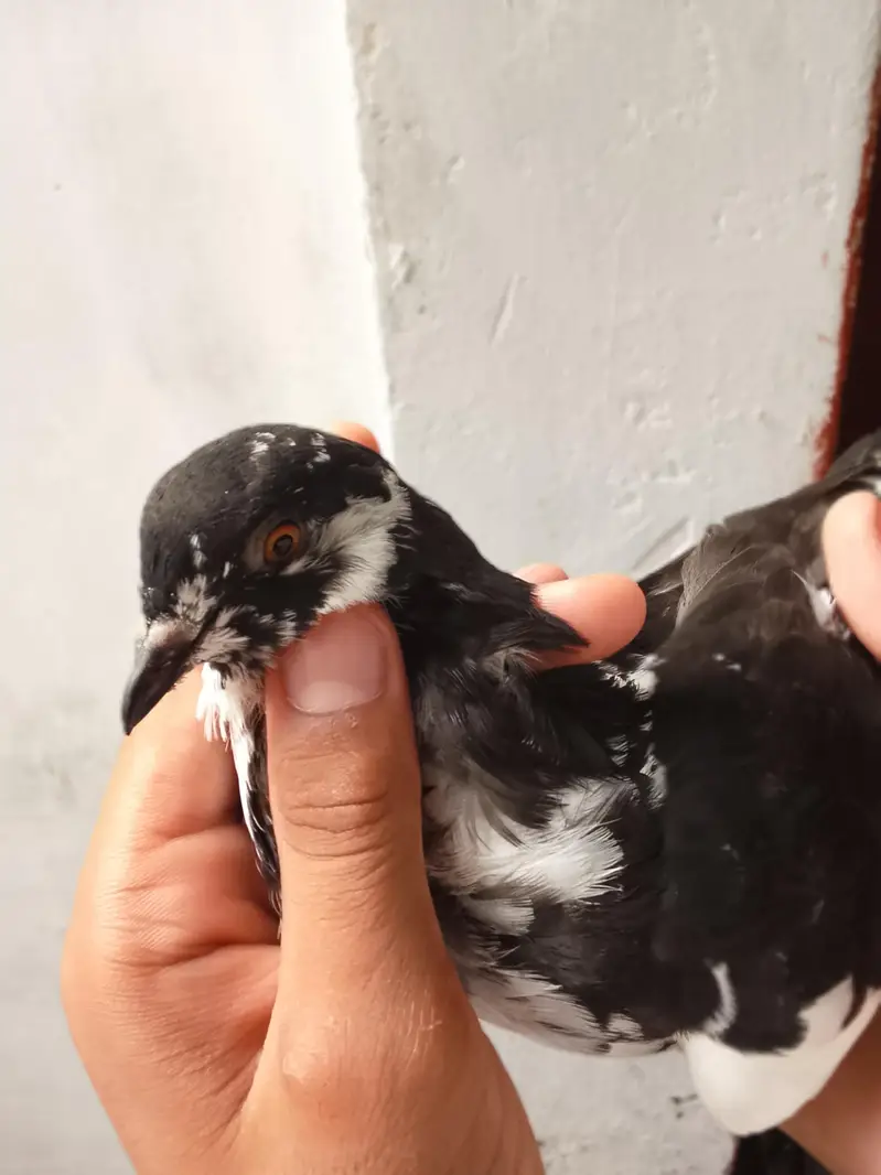 pigeon — photo 2