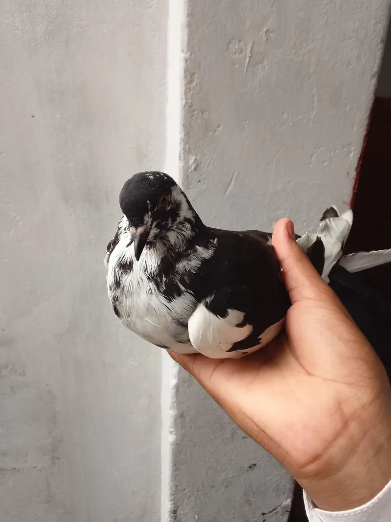 pigeon — photo 3